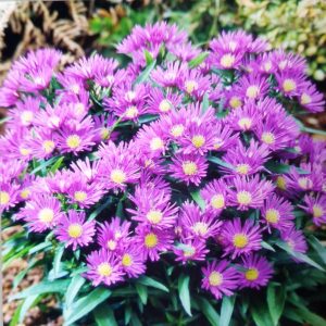 Symphyotrichum (Aster) 'Samoa'