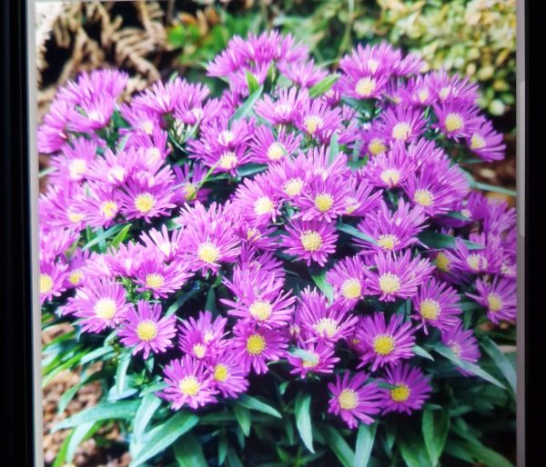 Symphyotrichum (Aster) 'Samoa'