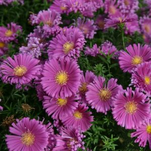 Symphyotrichum (Aster) 'Tonga' (Island Series)