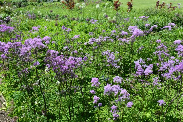 Thalictrum 'Black Stockings'