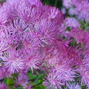 Thalictrum 'Black Stockings'