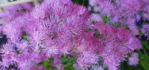 Thalictrum 'Black Stockings'