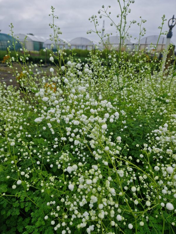 Thalictrum 'Splendide White' Thalictrum 'Splendide White'