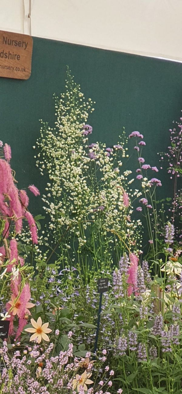 Thalictrum 'Splendide White'2 Thalictrum Splendide White