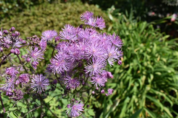 Thalictrum aquilegiifolium2 Thalictrum aquilegiifolium
