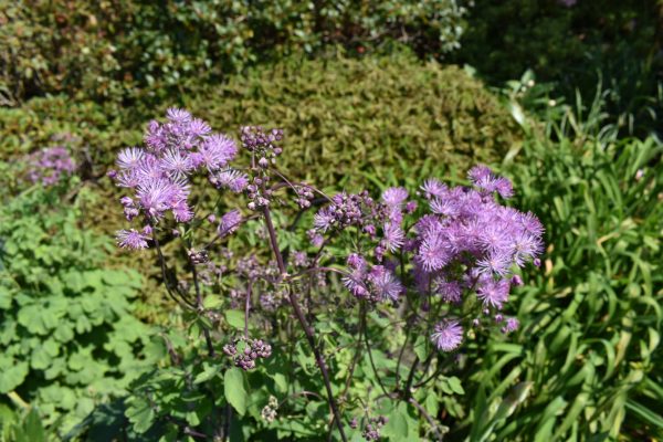 Thalictrum aquilegiifolium3 Thalictrum aquilegiifolium