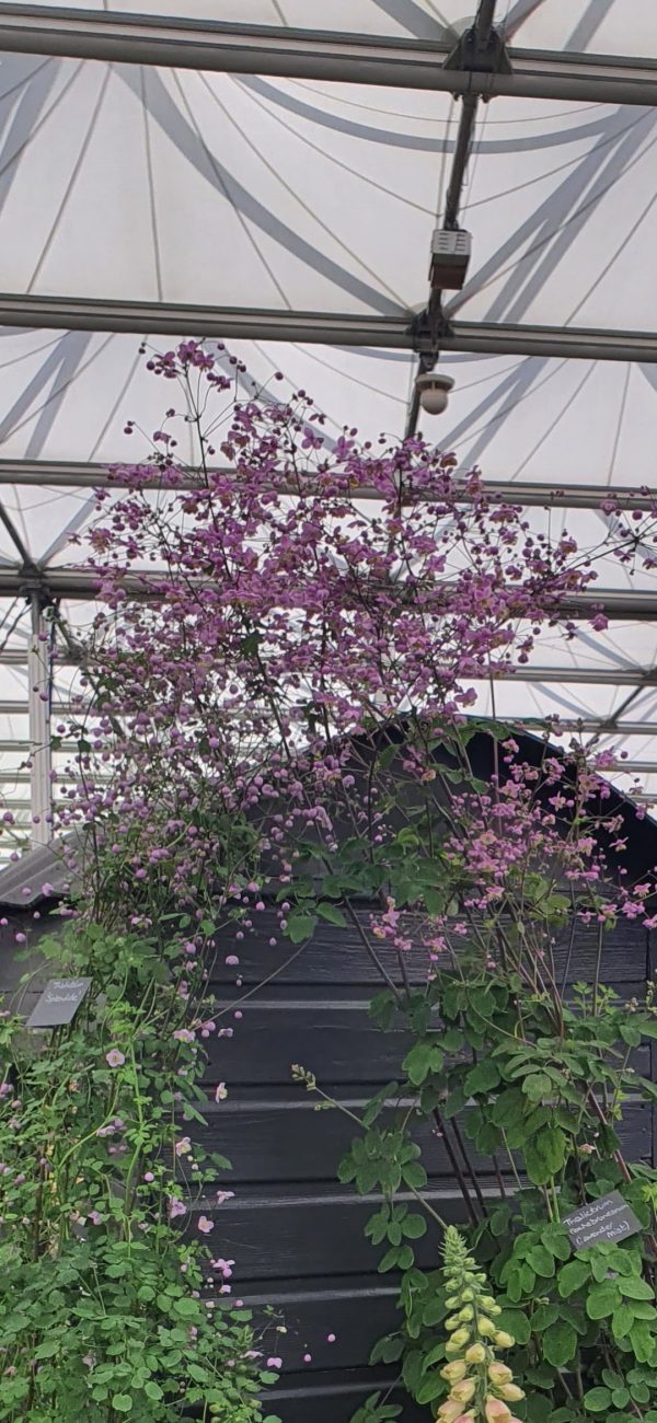 Thalictrum rochebruneanum