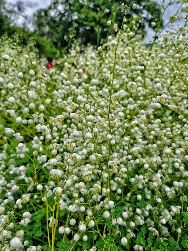 Thalictrum splendide white