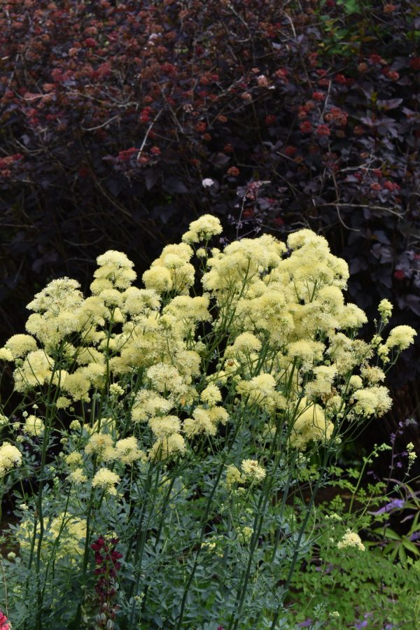 Thalictrum subsp. glaucum Thalictrum subsp. glaucum