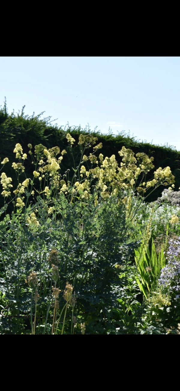 Thalictrum subsp. glaucum2 Thalictrum subsp. glaucum