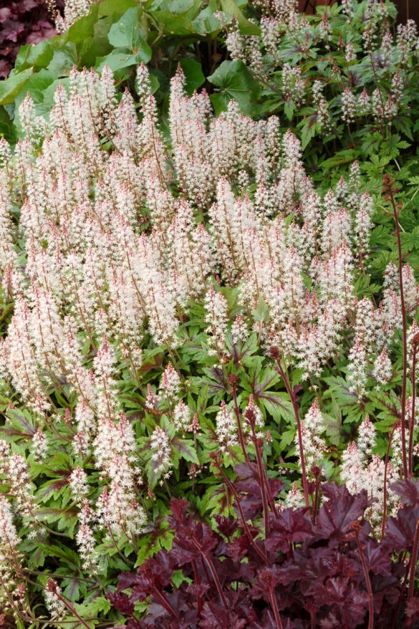 Tiarella 'Sugar and Spice'