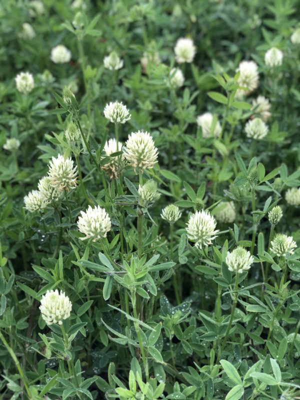 Trifolium Ochroleucm2