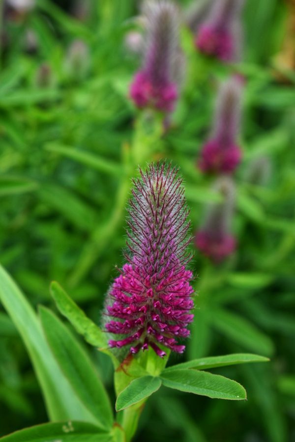 Trifolium red feathers