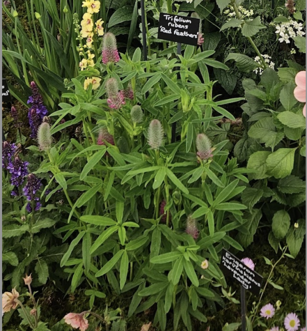 Trifolium rubens 'Red Feathers' Trifolium rubens 'Red Feathers'