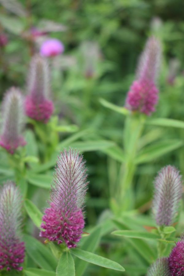 Trifolium rubens 'Red Feathers'2 Trifolium rubens 'Red Feathers'