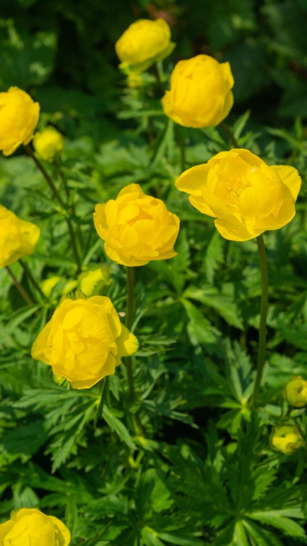 Trollius Lemon Queen cu