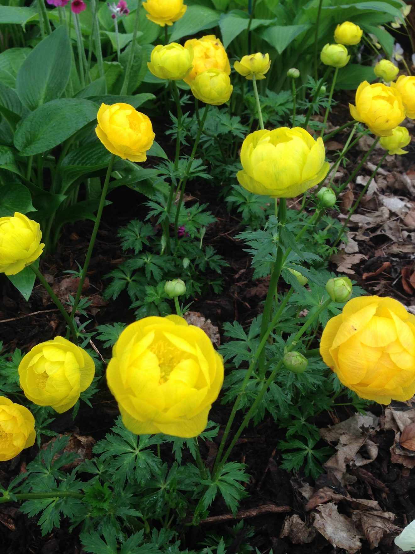 Trollius x cultorum 'Lemon Queen' | Proctors Nursery