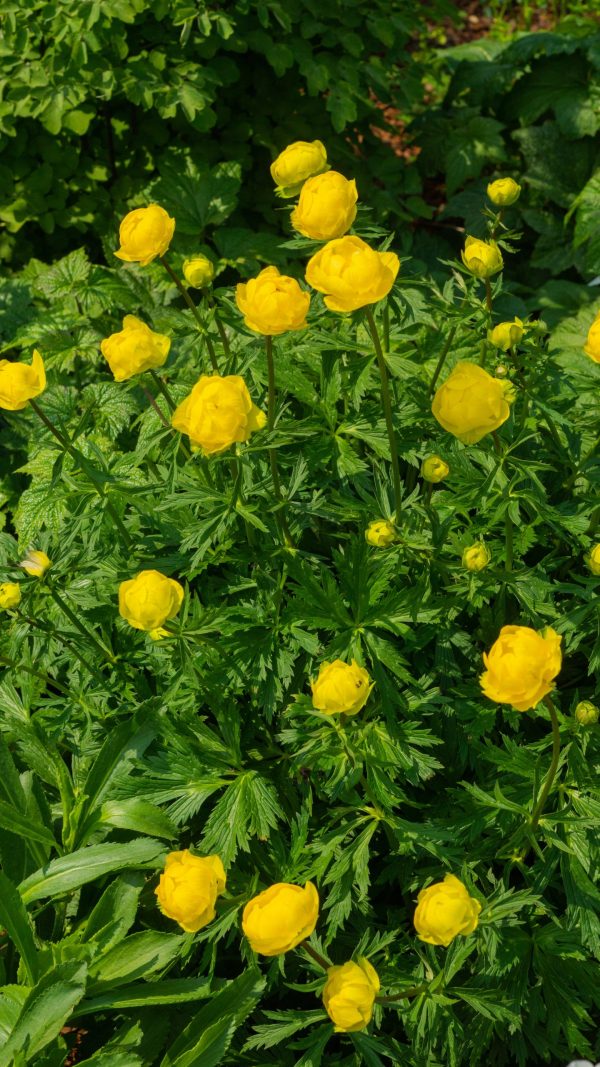 Trollius Lemon Queen fp