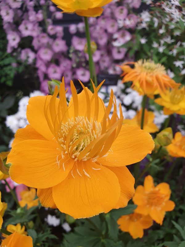 Trollius chinensis 'Golden Queen' Trollius chinensis 'Golden Queen'