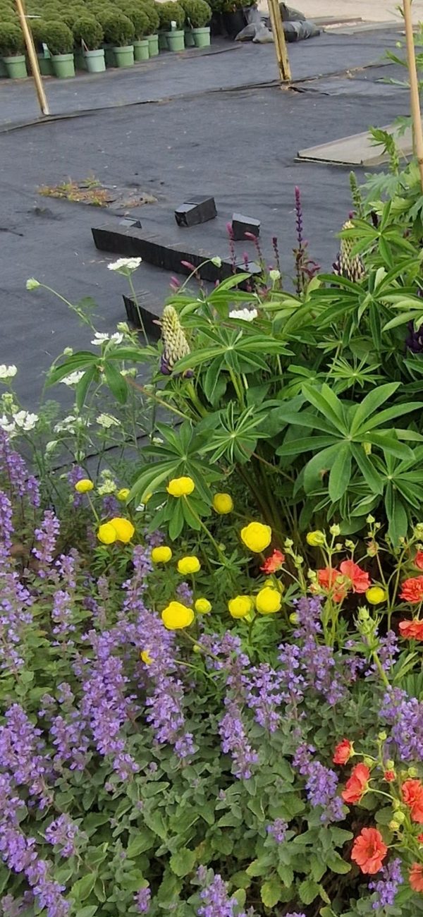 Trollius x cultorum 'Lemon Queen' Trollius x cultorum 'Lemon Queen'