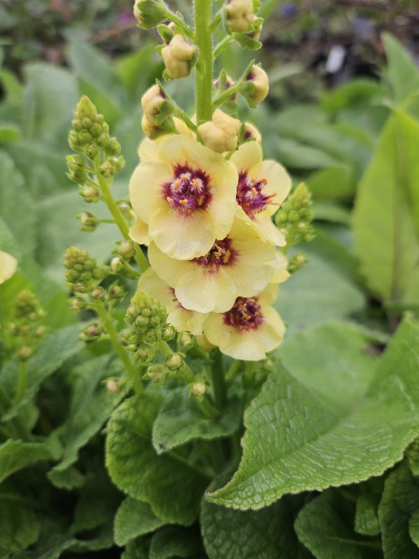 Verbascum 'Dark Eyes' Verbascum 'Dark Eyes'