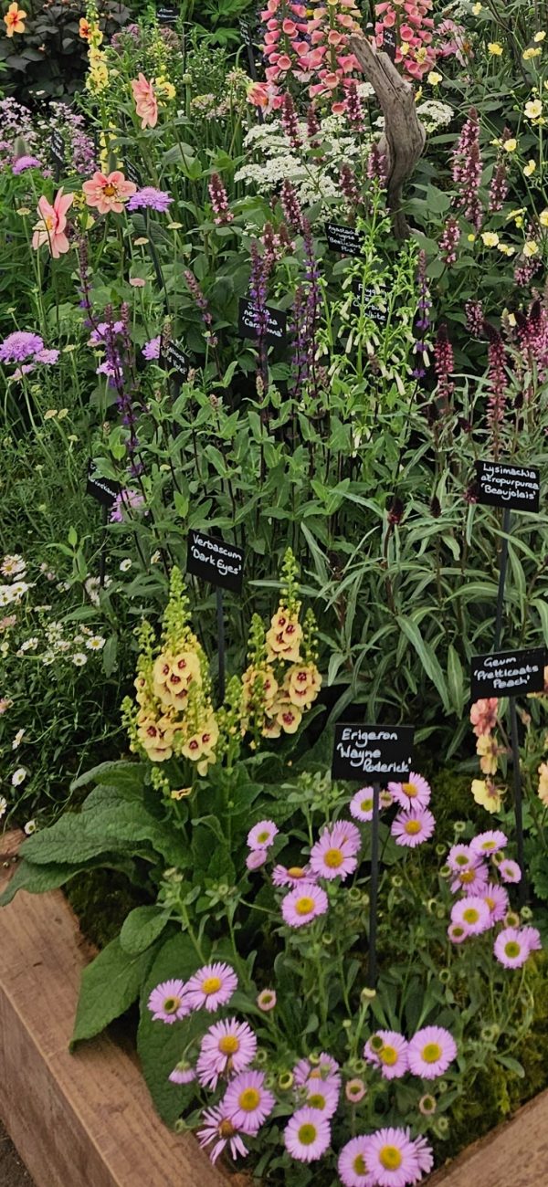 Verbascum 'Dark Eyes'2 Verbascum 'Dark Eyes'