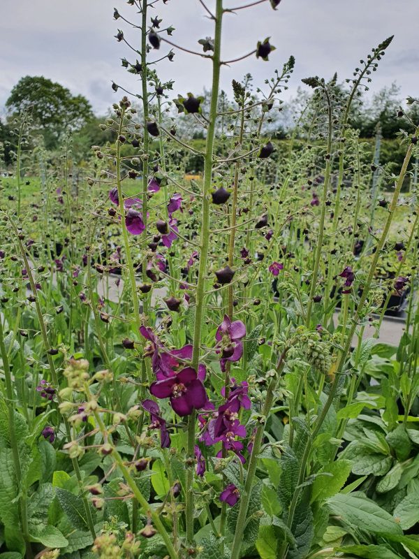 Verbascum Violetta