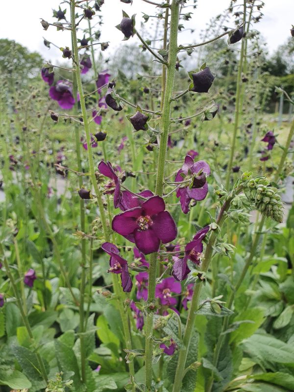 Verbascum Violetta 3