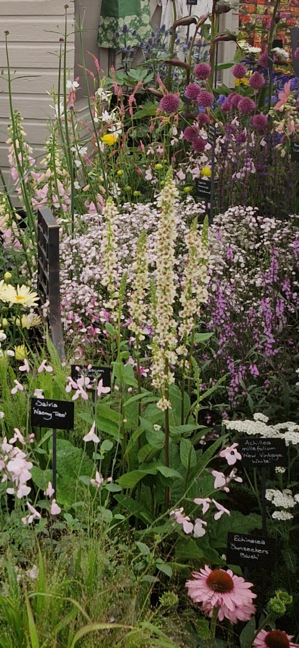 Verbascum chaixii 'Wedding Candles'