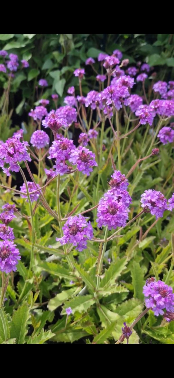 Verbena rigida 'Venosa' Verbena rigida 'Venosa'