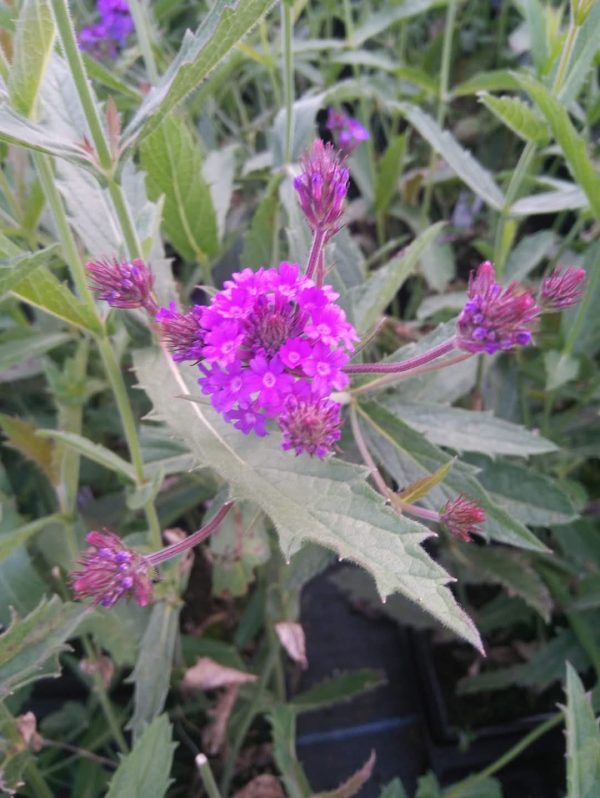 Verbena rigida 'Venosa'2 Verbena rigida 'Venosa'