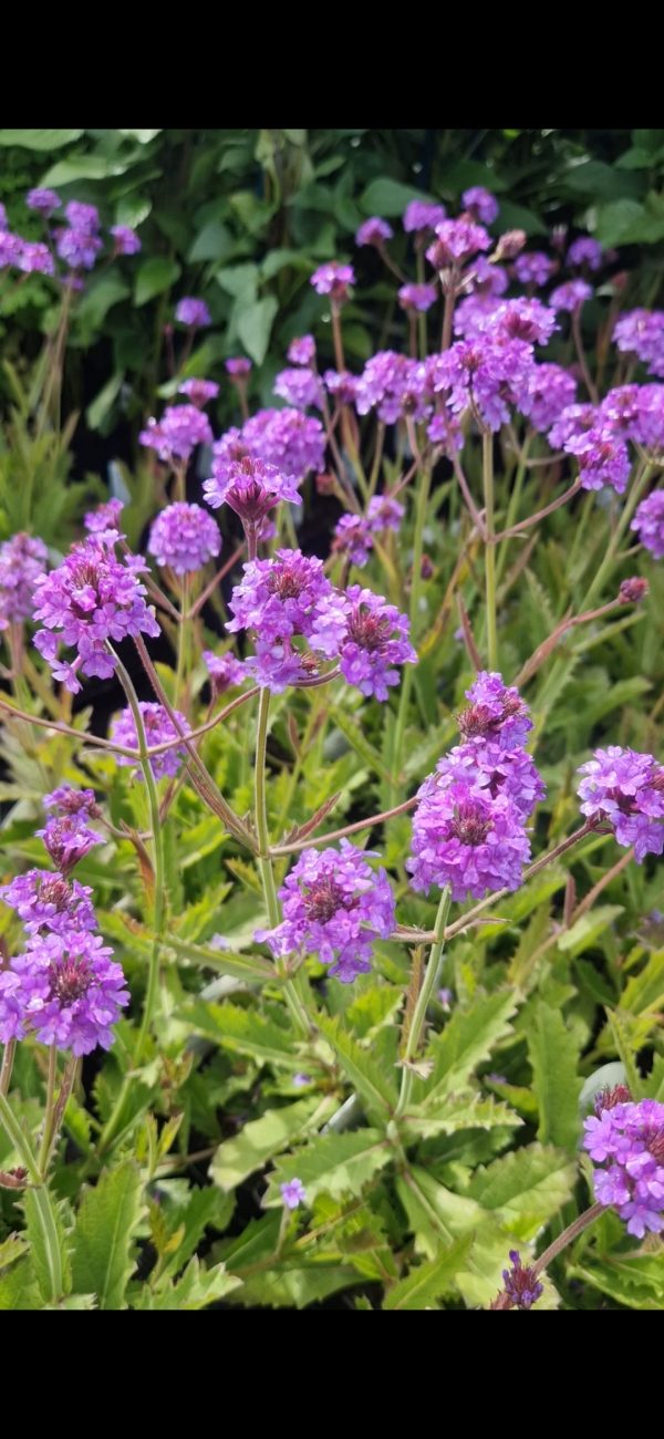Verbena rigida venosa