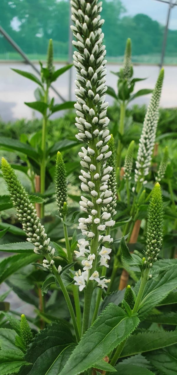 Veronica longifolia 'Melanie White'