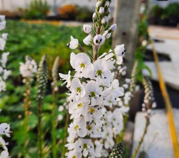 Veronica gentianoides 'Tissington White' Veronica gentianoides 'Tissington White'