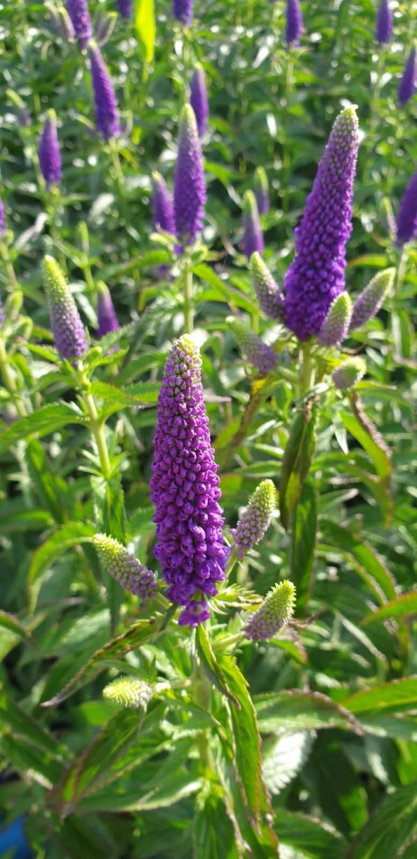 Veronica longifolia 'First Glory'