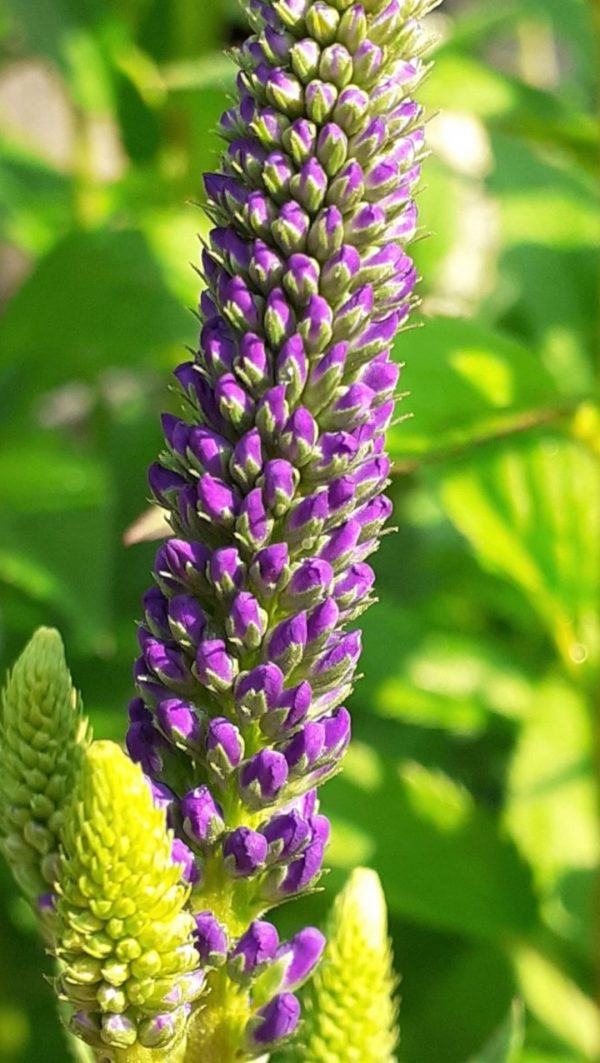 Veronica longifolia 'Marietta'