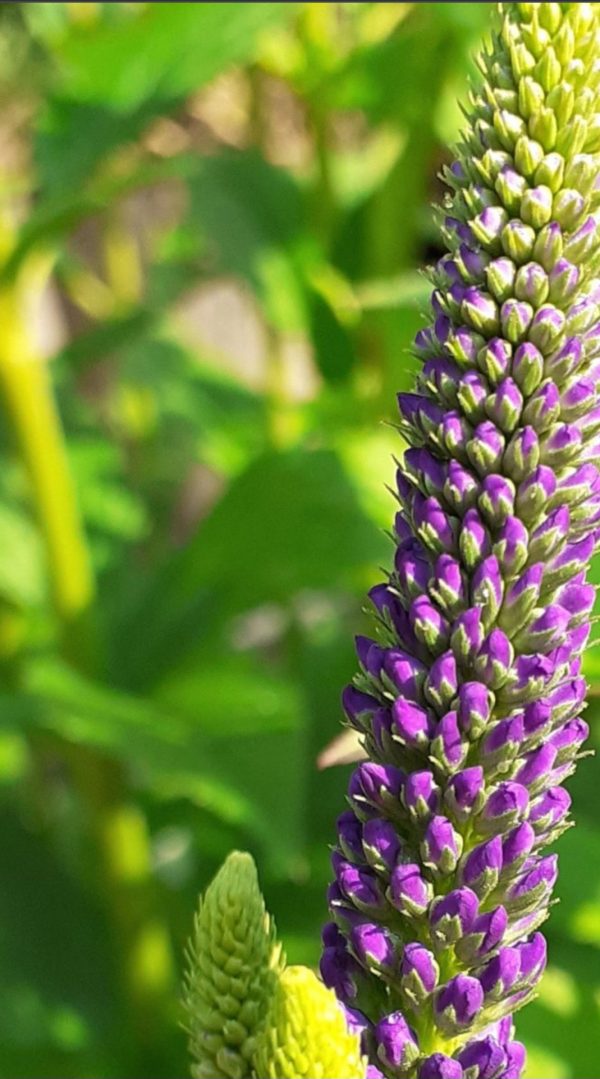 Veronica longifolia 'Marietta'