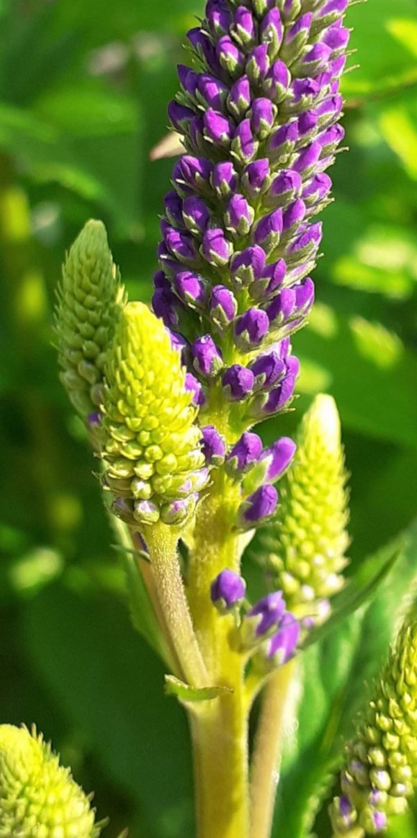 Veronica longifolia 'Marietta'