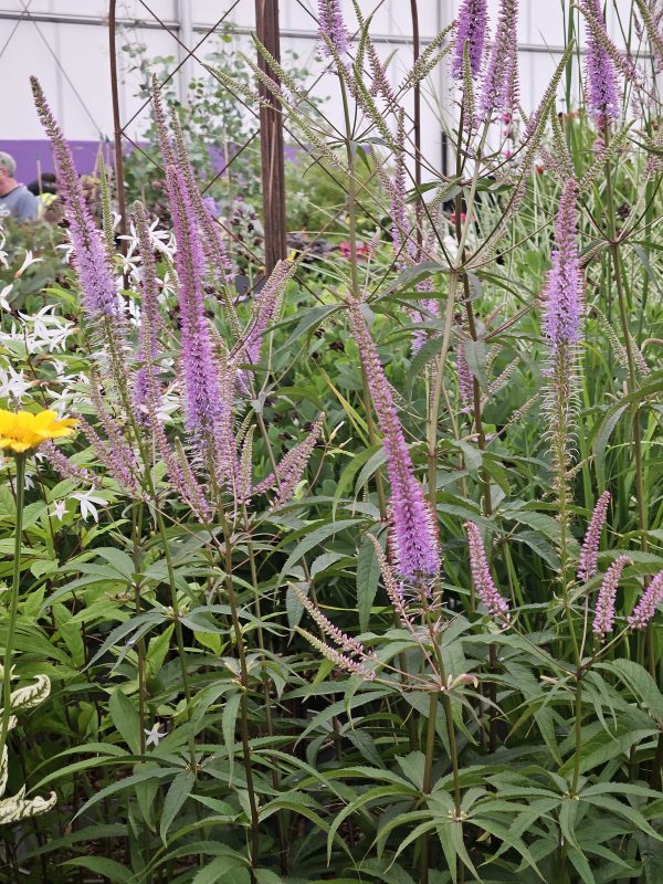 Veronicastrum virginicum 'Fascination' Veronicastrum virginicum 'Fascination'