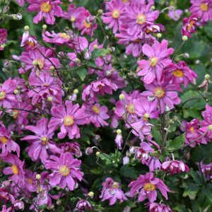 Anemone hupehensis var. japonica 'Prinz Heinrich'