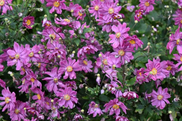 prinz heinrich Anemone hupehensis var. japonica 'Prinz Heinrich'