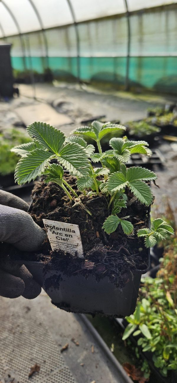 Potentilla 'Arc en Ciel' Potentilla 'Arc en Ciel'