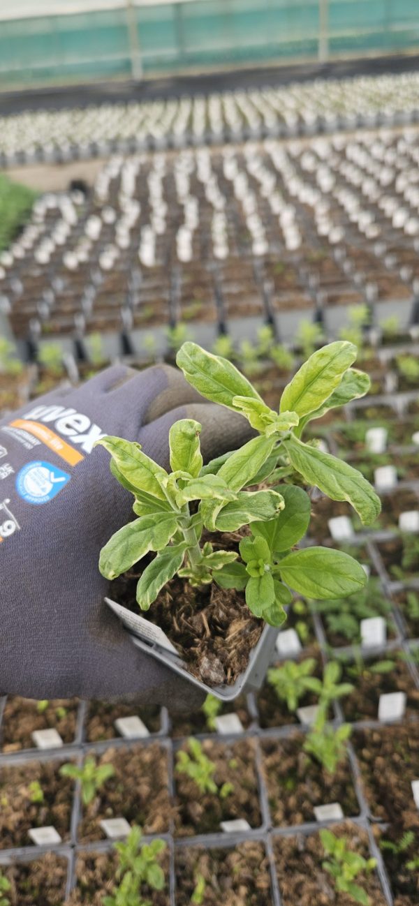 trello2272313943702909201