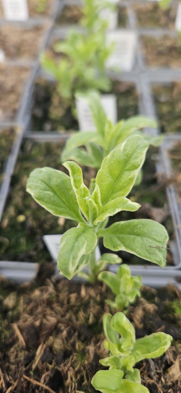 trello387213385043179769