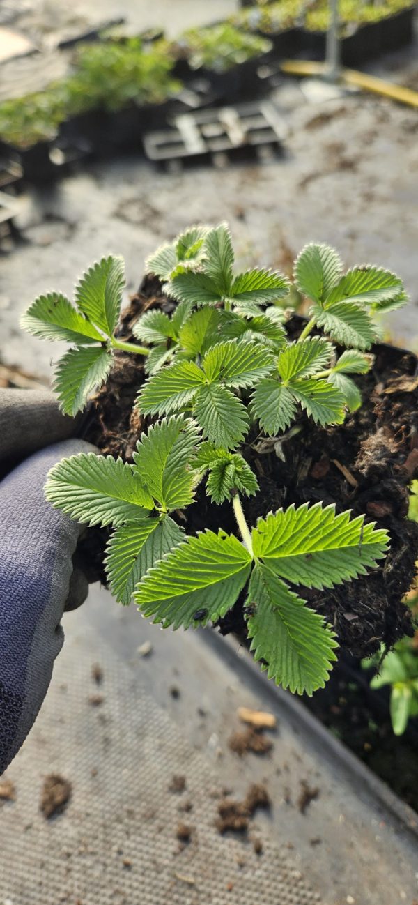 Potentilla 'Arc en Ciel' Potentilla 'Arc en Ciel'