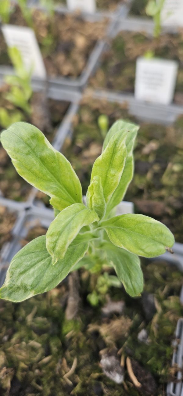 trello6592406031742177345