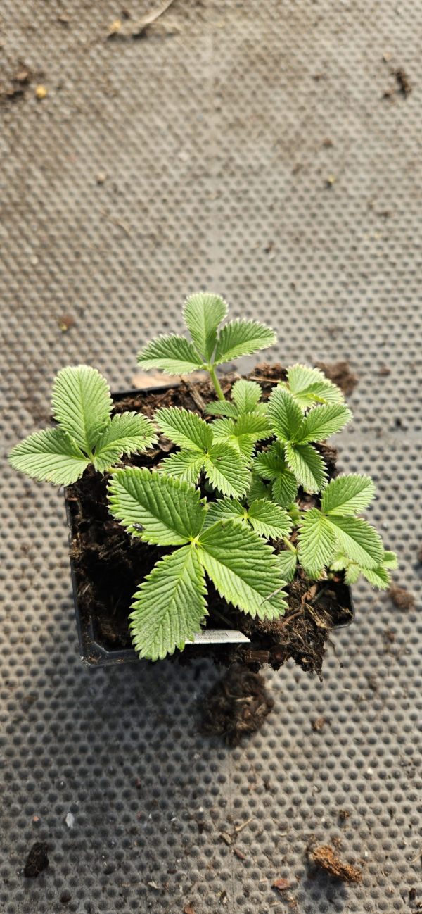 Potentilla 'Arc en Ciel' Potentilla 'Arc en Ciel'
