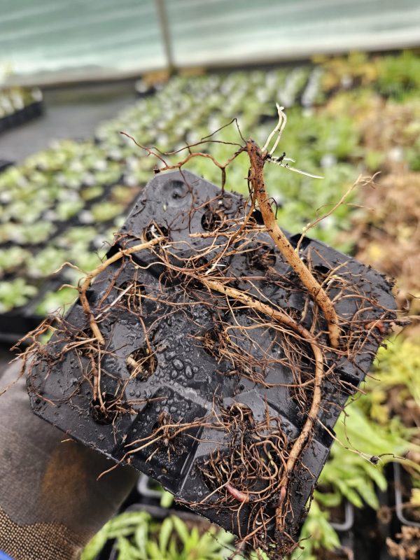 trello8131978009442391827