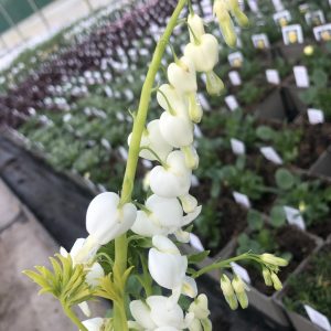 Lamprocapnos (Dicentra) spectabilis 'Alba'