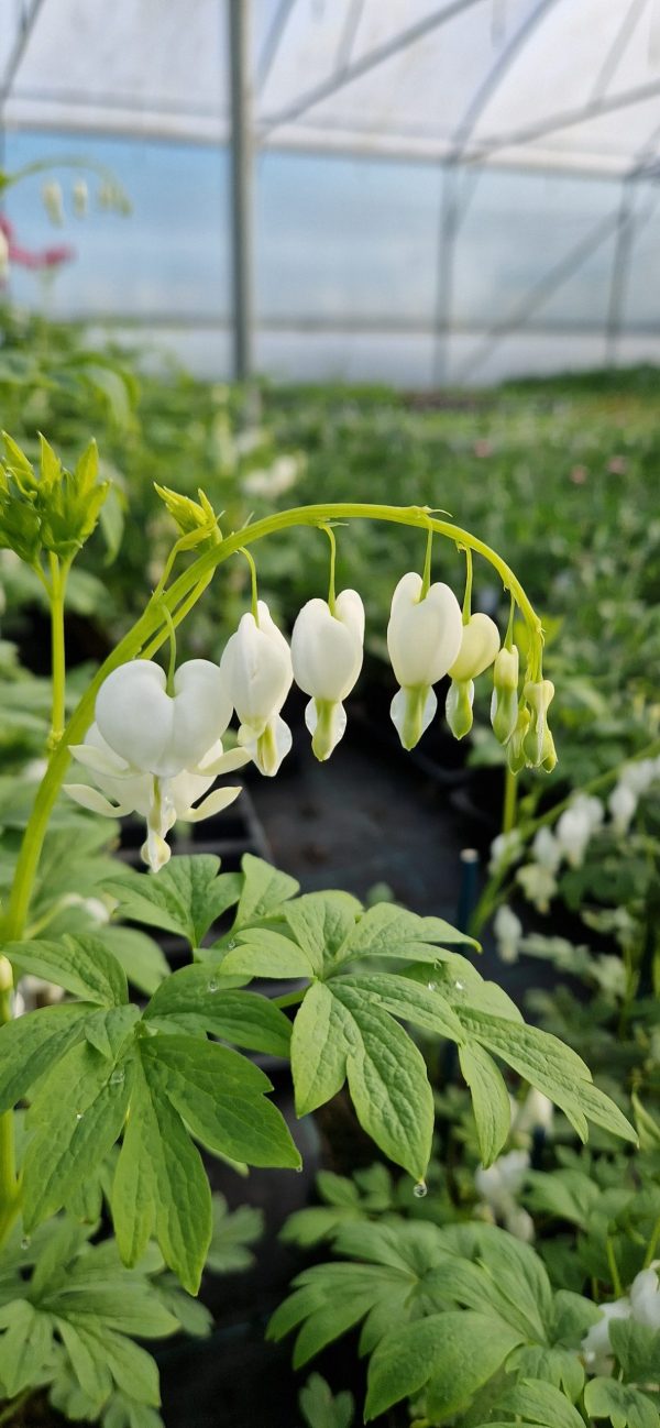 Lamprocapnos (Dicentra) spectabilis ‘Alba’ Lamprocapnos (Dicentra) spectabilis ‘Alba’
